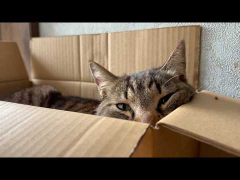 春です、始まりました。(YouTube)