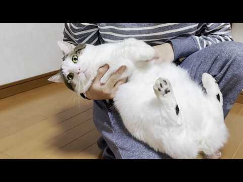 再現VTRみたいなことをやらされる猫(YouTube)
