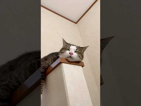 動かんと見といて(YouTube)