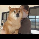 柴犬が大好きなママを急に警戒し始めました。。(YouTube)