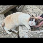 ブルーの瞳のタヌキ猫が可愛い声で鳴きながら甘えてきた(YouTube)