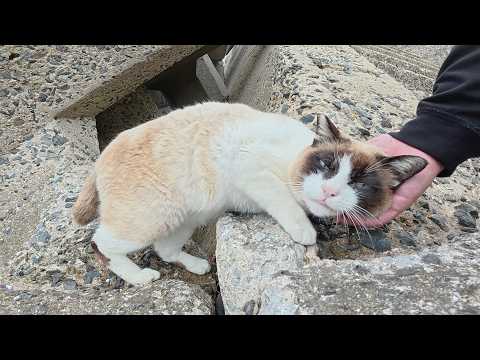 ブルーの瞳のタヌキ猫が可愛い声で鳴きながら甘えてきた(YouTube)