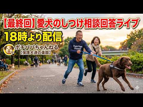 【最終回】愛犬のしつけ相談回答ライブ18時より配信(YouTube)