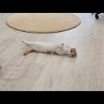 通り道に転がってる無防備すぎる猫が可愛すぎましたwww(YouTube)