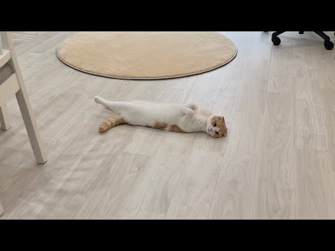 通り道に転がってる無防備すぎる猫が可愛すぎましたwww(YouTube)