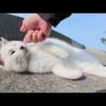マロ猫をモフっていたら、ハチワレ猫が可愛いポーズを見せてきた(YouTube)