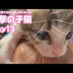 進撃の子猫  ゴミ箱に棄てられてボッチになったキンちゃん  Day13　　2026 04 28 2(YouTube)