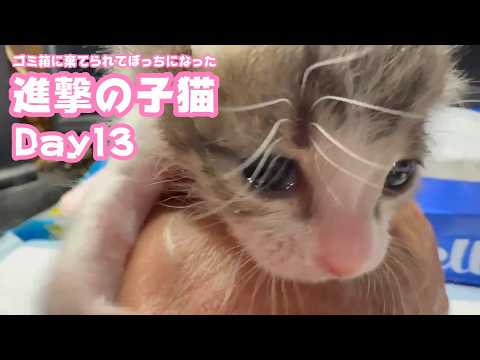 進撃の子猫  ゴミ箱に棄てられてボッチになったキンちゃん  Day13　　2026 04 28 2(YouTube)