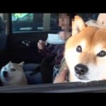 気になることがあり、実家の柴犬と旅へ。(YouTube)