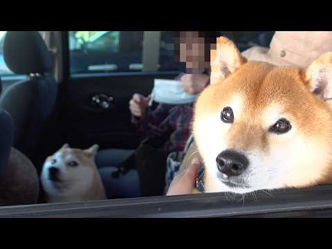 気になることがあり、実家の柴犬と旅へ。(YouTube)