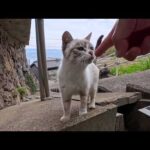 猫の関所、誰もいないと思ったら…排水溝から現れてモフられに来た猫に癒された(YouTube)