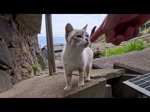 猫の関所、誰もいないと思ったら…排水溝から現れてモフられに来た猫に癒された(YouTube)