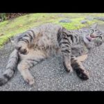 新入りのキジトラ猫が人間と仲間を誘って庭園を探検する(YouTube)