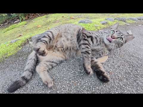 新入りのキジトラ猫が人間と仲間を誘って庭園を探検する(YouTube)