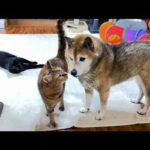 柴犬大好きな末っ子猫にまた大好きが増えました(YouTube)