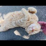 耳折れの茶トラ猫ちゃんをモフると転げ回って喜んでくれた(YouTube)