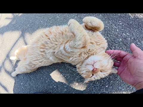 耳折れの茶トラ猫ちゃんをモフると転げ回って喜んでくれた(YouTube)
