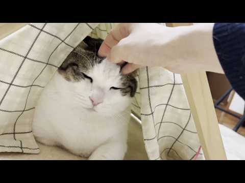 天気が悪い日はグウたら生活になる太めの猫(YouTube)