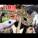 【一点物大集合】爬虫類イベントで販売されている生体が激レアすぎてヤバい！！【第2回アニマルシェ】(YouTube)