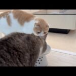 水飲んでたら横から兄が割り込んできてこうなっちゃいました…(YouTube)