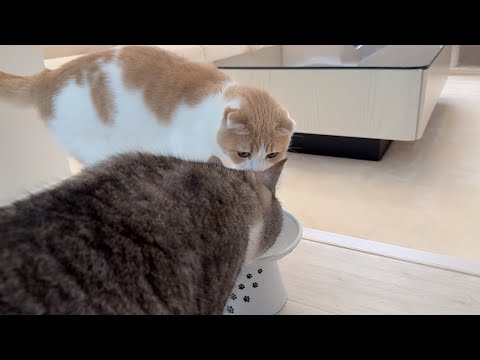 水飲んでたら横から兄が割り込んできてこうなっちゃいました…(YouTube)