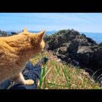 港近くの神社で出会った猫ちゃんと崖っぷちの祠に一緒に行ってきた(YouTube)