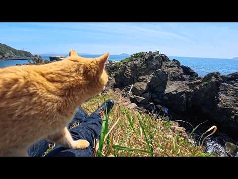 港近くの神社で出会った猫ちゃんと崖っぷちの祠に一緒に行ってきた(YouTube)