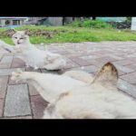 平和な公園でシャム猫がくつろいでいたら、ライバル猫がやって来て…(YouTube)