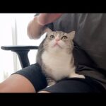 撫でる直前に手を止められたときの猫のリアクションが可愛すぎましたw(YouTube)