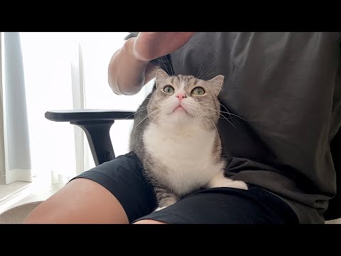 撫でる直前に手を止められたときの猫のリアクションが可愛すぎましたw(YouTube)
