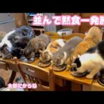 並んで黙食この場面しかないのです 1発勝負 リハなしです笑2026 04 16 2(YouTube)