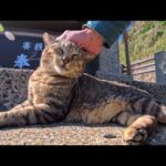 猫島の猫居住区の端っこにある石碑を守る猫ちゃん、人がここ迄来ることが少ないので人が来ると喜ぶ(YouTube)