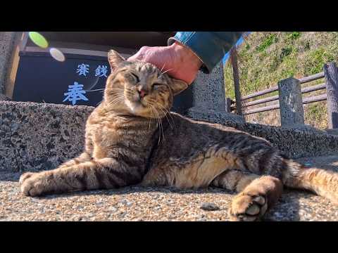 猫島の猫居住区の端っこにある石碑を守る猫ちゃん、人がここ迄来ることが少ないので人が来ると喜ぶ(YouTube)