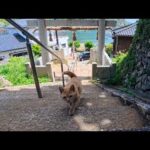 神社の日陰で休んでいたら…猫が階段をトコトコ登ってきた奇跡の瞬間🐾(YouTube)