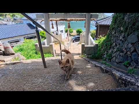神社の日陰で休んでいたら…猫が階段をトコトコ登ってきた奇跡の瞬間🐾(YouTube)