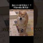 夜中にパパが急に不在に⁉️柴犬は不安ながらも健気に… #shibainu #忠犬 #犬のいる暮らし(YouTube)