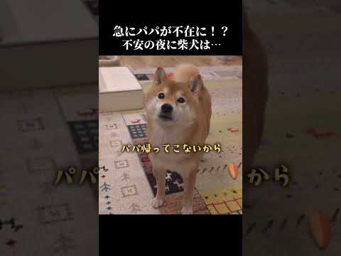 夜中にパパが急に不在に⁉️柴犬は不安ながらも健気に… #shibainu #忠犬 #犬のいる暮らし(YouTube)