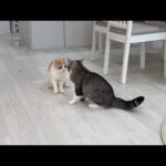 兄猫にダル絡みされて困った弟の取った作戦が…(YouTube)