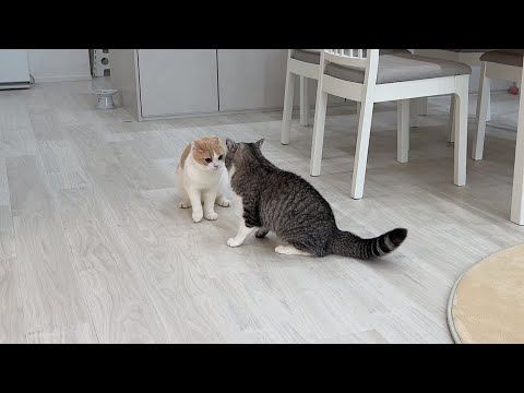 兄猫にダル絡みされて困った弟の取った作戦が…(YouTube)