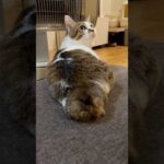 今日のエースお着替え🐬🍭　#cats(YouTube)