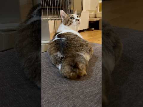 今日のエースお着替え🐬🍭　#cats(YouTube)