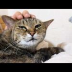 朝起きると癒しの音…。犬猫大家族の支え役の大姉ちゃん猫はとてもお喋りで甘えん坊です(YouTube)