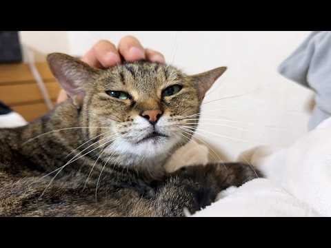 朝起きると癒しの音…。犬猫大家族の支え役の大姉ちゃん猫はとてもお喋りで甘えん坊です(YouTube)