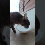 猫様のために水汲みをする #猫 #ねこ #cat(YouTube)