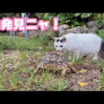 大発見ニャ！ 遭遇しちゃいました～  セナ  2026 04 01 2(YouTube)