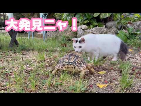 大発見ニャ！ 遭遇しちゃいました～  セナ  2026 04 01 2(YouTube)