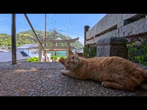 神社の日陰で休む猫をナデたら…甘えモード全開で癒しが止まらない🐱⛩️(YouTube)
