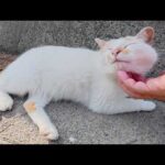 堤防沿いの道で整列していた猫ちゃん達を順番にモフっていく(YouTube)