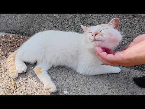 堤防沿いの道で整列していた猫ちゃん達を順番にモフっていく(YouTube)