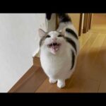 ご近所さんに妊婦さんと間違われてしまった太めの猫(YouTube)